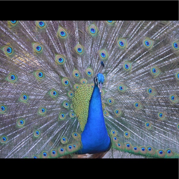 Meet your Posher, Janene - Picture 1 of 1